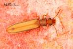 Hemipeplus insularis