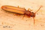 Hemipeplus insularis