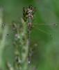 Lestes barbarus - šídlatka brvnatá