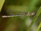 Lestes virens - šídlatka zelená