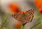 Junonia lemonias lemonias