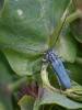 Phytoecia caerulescens caerulescens
