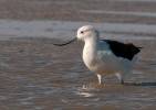 Recurvirostra andina - Andean Avocet