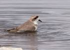 Charadrius alticola - Puna Plover
