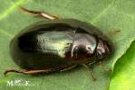 Hydrochara flavipes