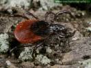 Ixodes ricinus - klíště obecné