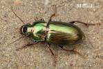 Harpalus distinguendus distinguendus