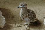 Burhinus capensis - Spotted Thick-knee