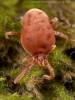 Trombidium holosericeum - sametka rudá