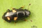 Glischrochilus quadrisignatus