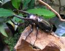 Chalcosoma chiron kirbyii