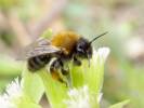 Andrena clarkella