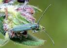 Phytoecia caerulescens caerulescens