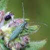 Phytoecia caerulescens caerulescens