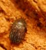Aesalus scarabaeoides scarabaeoides