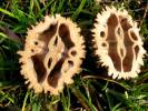Juglans nigra - ořešák černý