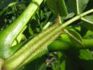 Juglans nigra - ořešák černý