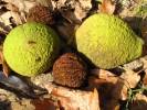 Juglans nigra - ořešák černý