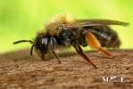 Andrena clarkella