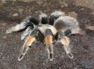 Brachypelma emilia - sklípkan Emiliin