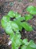 Asarum geophyllum