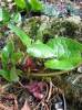 Asarum caudatum - British Columbia Wildginger