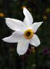 Narcissus poëticus subsp. radiiflorus