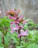 Corydalis cava - dymnivka dutá