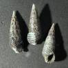 Batillaria cumingii