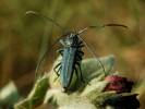 Phytoecia caerulescens - kozlíček kovolesklý