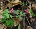 Corydalis intermedia