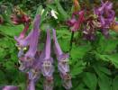 Corydalis solida - dymnivka plná