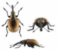 Tatianaerhynchites aequatus