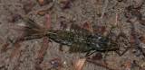 Siphlonurus lacustris