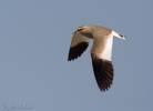 Vanellus gregarius - Sociable Lapwing