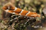 Cameraria ohridella - klíněnka jírovcová