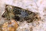 Syricoris lacunana - obaleč jahodníkový