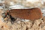 Celypha rufana