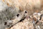 Epinotia ramella