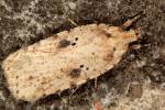 Agonopterix arenella - Brindled Flat-body