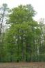 Fagus sylvatica - buk lesní