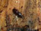 Clinidium canaliculatum