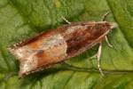 Ancylis mitterbacheriana - obaleč hnědoskvrnný