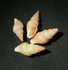 Drillia caffra