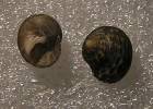Gibbula cicer