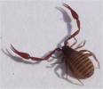Chelifer cancroides - štírek domácí
