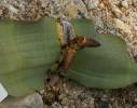 Welwitschia mirabilis - welwitschie podivná