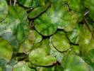 Begonia hydrocotylifolia