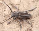 Neodorcadion bilineatum