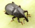Melanobaris carbonaria
